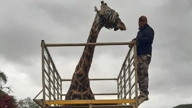 Giraffe's Garden Route road trip has motorists agog | News Article