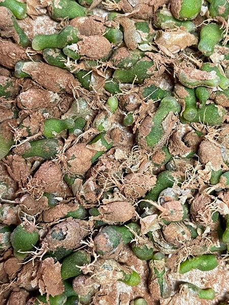 NC suspects to appear in court for selling endangered plant species | News Article
