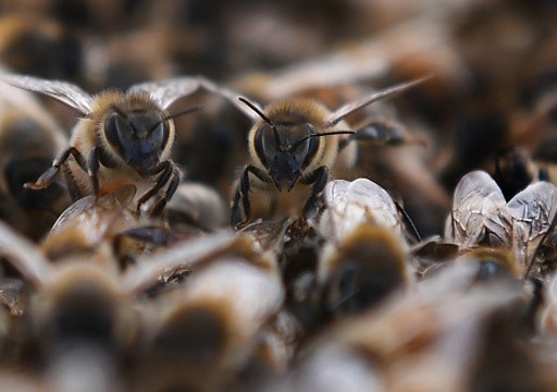 FS man (42) dies after bee attack | News Article