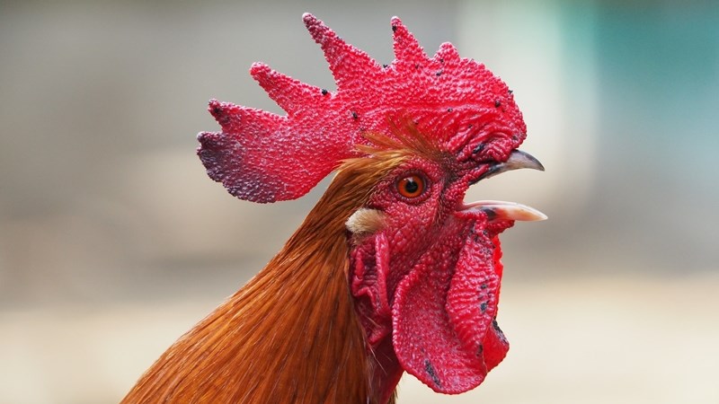 Produsente vra verdere tariewe vir gevriesde hoender Produsente vra verdere tariewe vir gevriesde hoender | News Article