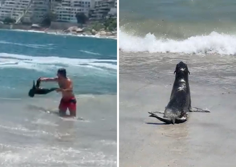 Clifton baby seal attack 'not a first' - WATCH | News Article