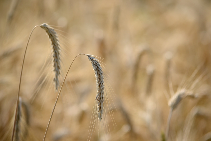 Agri-uur: Jongste Safex-nuus | News Article