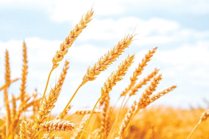 Agri-uur: Jongste Safex-nuus | News Article