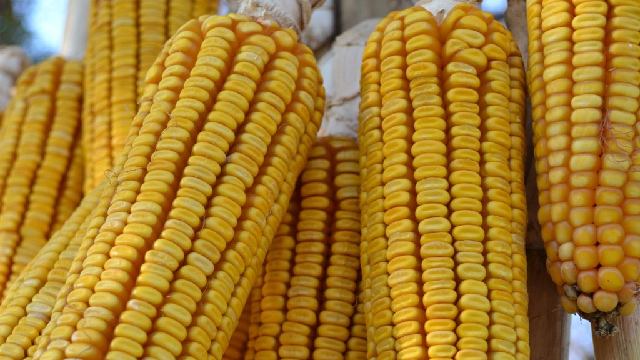 #Agbiz: SA could have yet another good season in 2021/22 #Agbiz: SA could have yet another good season in 2021/22 | News Article