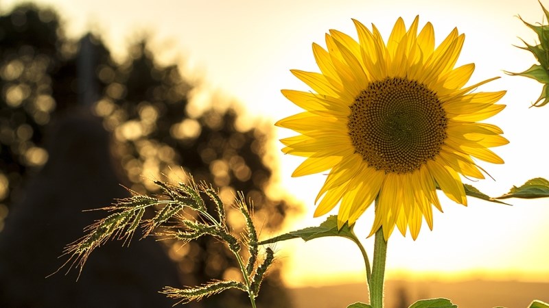 What's new in Farmer's Weekly? What's new in Farmer's Weekly? | News Article