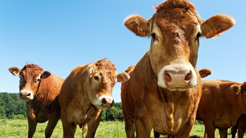 Hier is van jou hoof landboustories op OFM Hier is van jou hoof landboustories op OFM | News Article