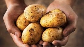 Likely increase in potato prices on the cards | News Article