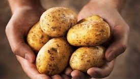 Likely increase in potato prices on the cards Likely increase in potato prices on the cards | News Article