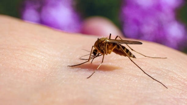 Malariareaksie in Suid-Vrystaat opgeskerp Malariareaksie in Suid-Vrystaat opgeskerp | News Article