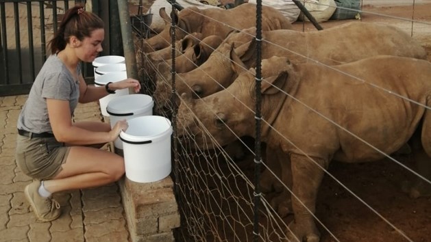 Part 2: Msc student sets sights on perfecting rhino milk recipe | News Article