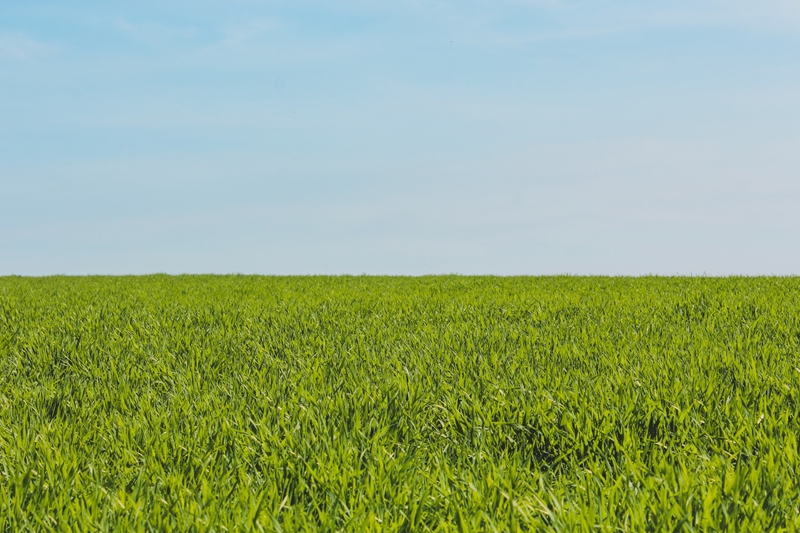 Agri-uur: Jongste Safex-nuus | News Article