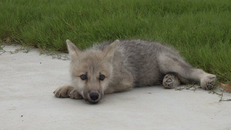 Chinese researchers clone an Arctic wolf in ‘landmark’ conservation project Chinese researchers clone an Arctic wolf in ‘landmark’ conservation project | News Article