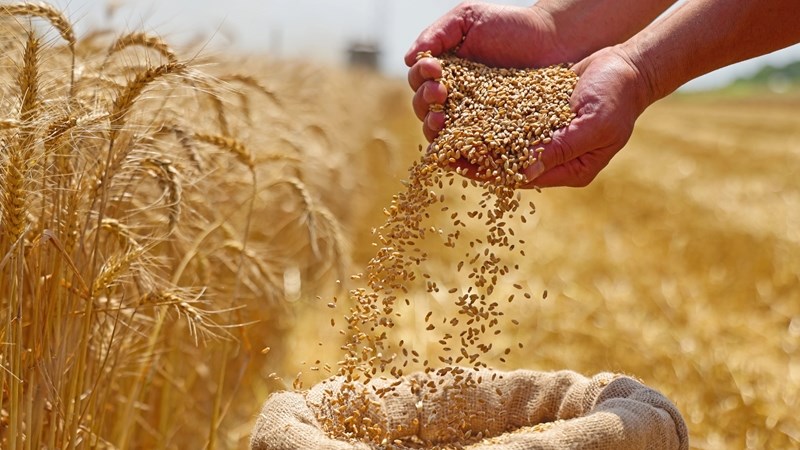 Wintergewasse toon groei; positiewe verwagting vir koringproduksie Wintergewasse toon groei; positiewe verwagting vir koringproduksie | News Article