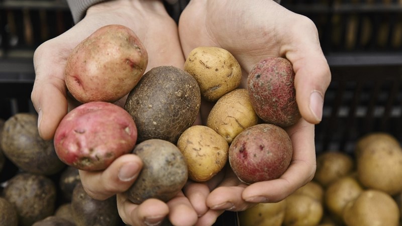 AMT: Droogte plaas druk op aartappelproduksie | News Article