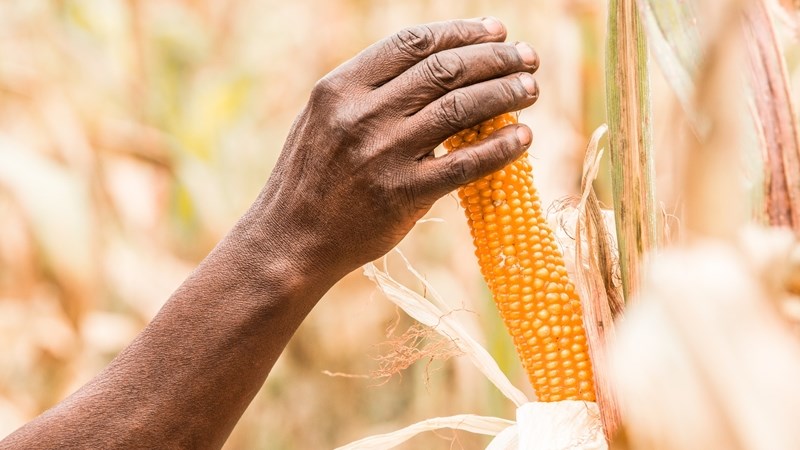 Agri-uur: Jongste Safex-nuus Agri-uur: Jongste Safex-nuus | News Article