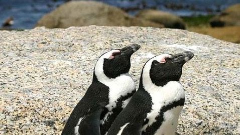 Bird flu strikes South Africa's endangered penguins | News Article