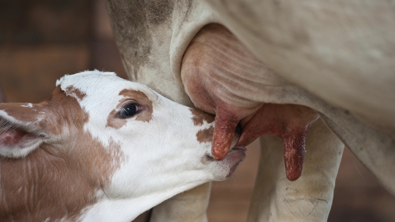 Boosting calving success: Strategies for cattle farmers | News Article