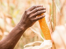 Agri-uur: Jongste Safex-nuus | News Article