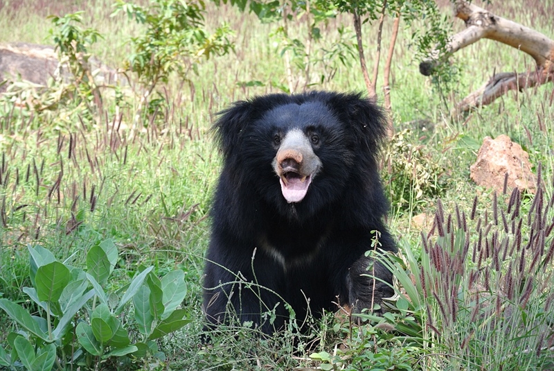 Sloth bear rescued from well in Indian village | News Article