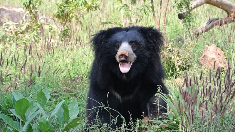 Sloth bear rescued from well in Indian village | News Article