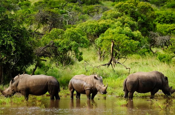 Krugerwildtuin verskerp veiligheid voor feestyd | News Article
