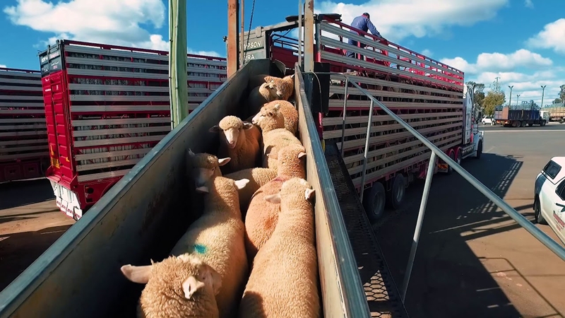 Agri podcast: Livestock facilities handed over to NW communities | News Article