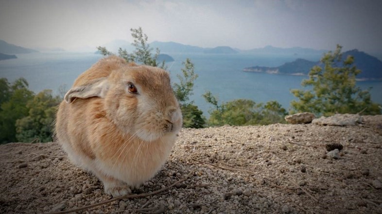 Weird Wide Web - Dark past for Japan's rabbit island | News Article