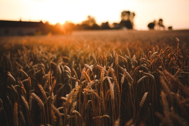 Agri-Uur: Jongste Safex-nuus | News Article