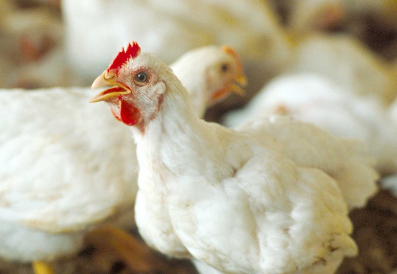 Agri podcast: Concerns over avian flu following looting  | News Article