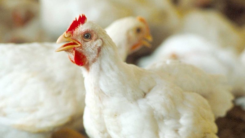 Agri podcast: Concerns over avian flu following looting  | News Article