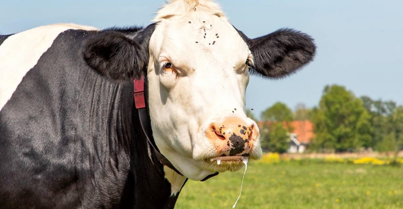 #WordRabiesDay: Symptoms farmers should be on the lookout for in farm animals | News Article