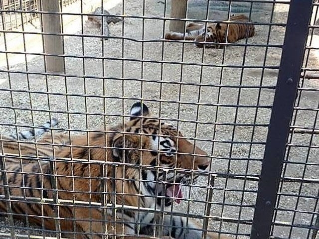Lions, tigers evacuated from Ukraine to Poland | News Article