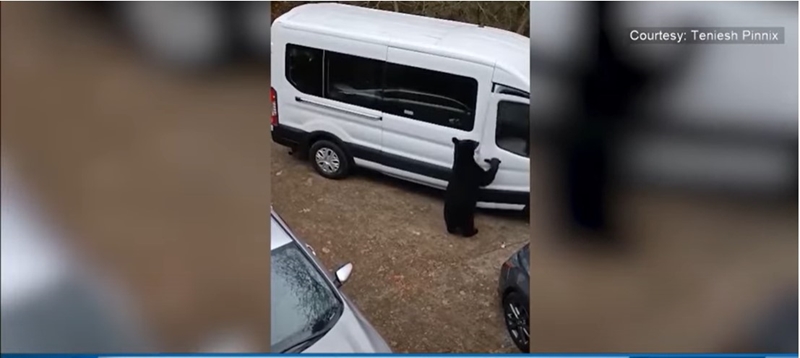 Bear's popcorn theft caught on camera | News Article