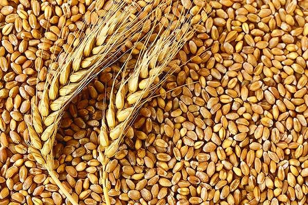 #Agbiz: Views on global grains and oilseed production season | News Article