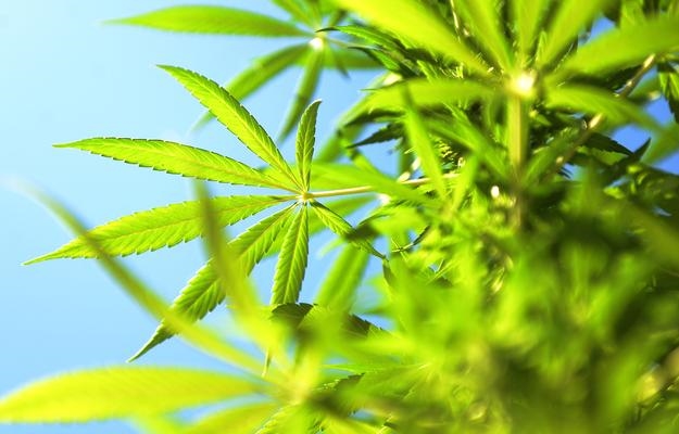 Suspect charged with dealing in dagga to appear in court soon | News Article