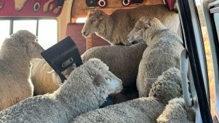 Veediefstal: 24 skape in minibus op Villiers gevind Veediefstal: 24 skape in minibus op Villiers gevind | News Article