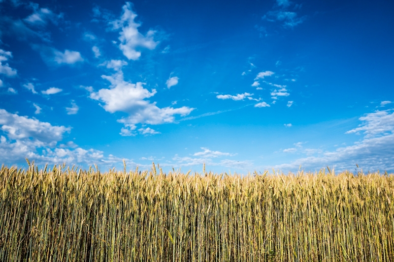 Agri-uur: Jongste Safex-nuus | News Article