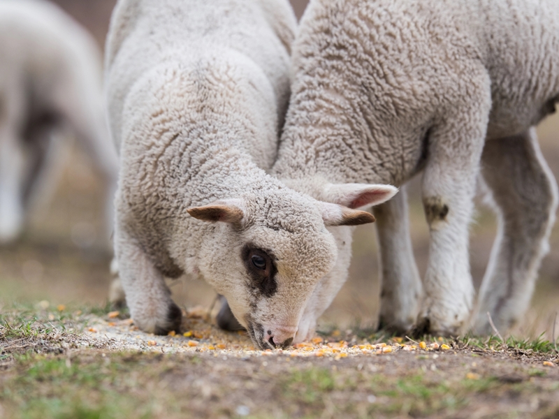 Importance of preparing for winter livestock feeding | News Article