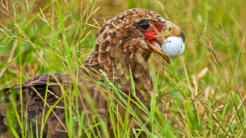 Arend verwar gholfbal met eier in Krugerwildtuin | News Article
