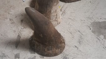SARS Customs intercepts rhino horn at OR Tambo | News Article