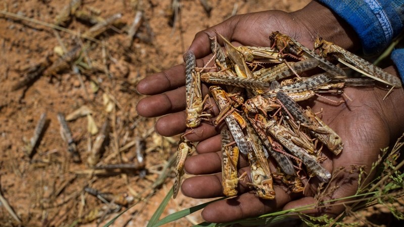 Rain affects combatting of locusts in NC | News Article