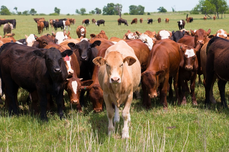 Agri podcast: FMD still a threat to the Northern Cape | News Article