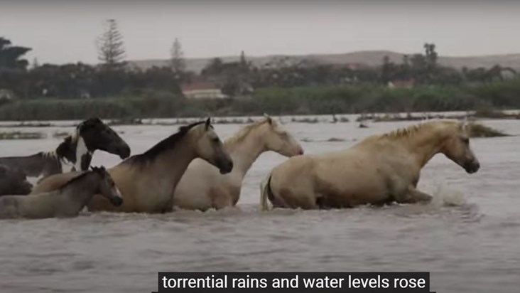 35 horses rescued from flooded Orange River | News Article