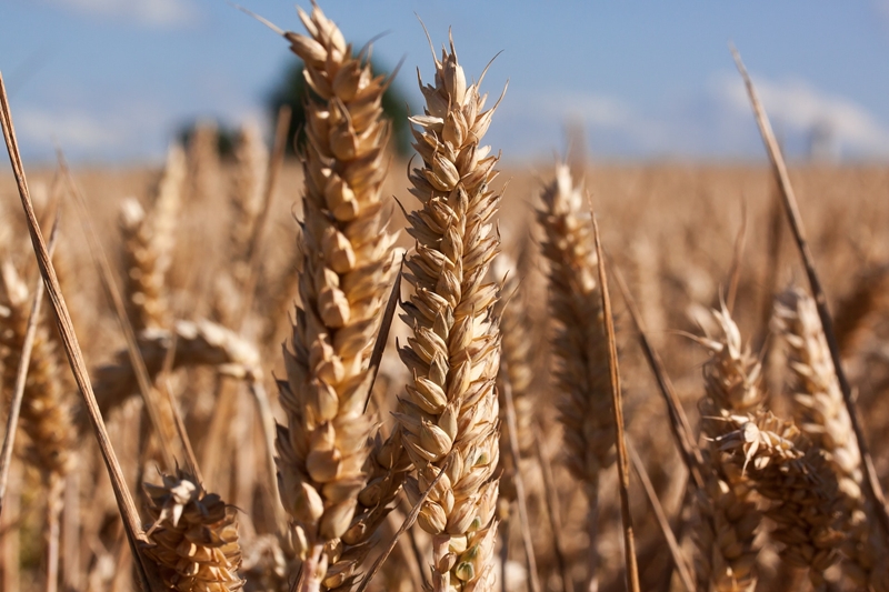 Agri-uur: Jongste Safex-nuus | News Article