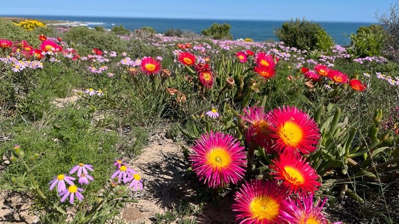 Namakwa- Nasionale Park se blomme gaan jou bekoor – FOTO’S | News Article