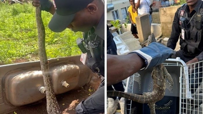 Inwoners op hol oor honger slang en ‘krokodil’ Inwoners op hol oor honger slang en ‘krokodil’ | News Article
