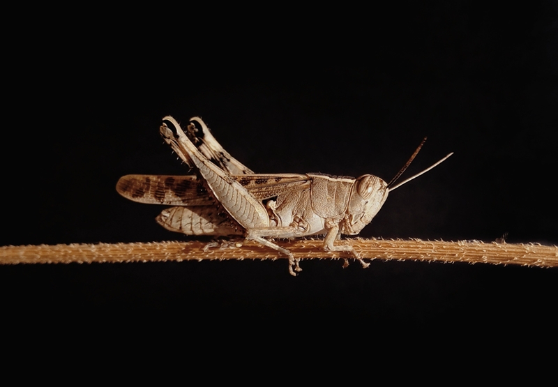 Agri podcast: Public warned of latest brown locust outbreak | News Article