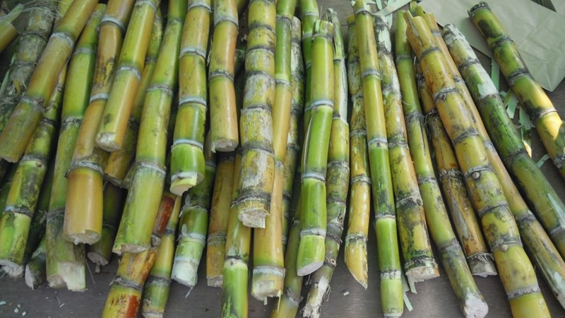 OFM Business Hour: Sugar tax a threat to Agri master plan OFM Business Hour: Sugar tax a threat to Agri master plan | News Article