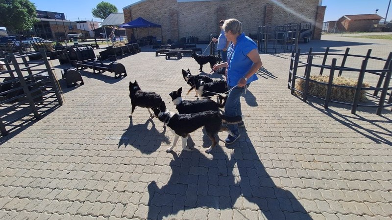 Kampioenskaaphond inspireer volgende geslag deur YouTube Kampioenskaaphond inspireer volgende geslag deur YouTube | News Article