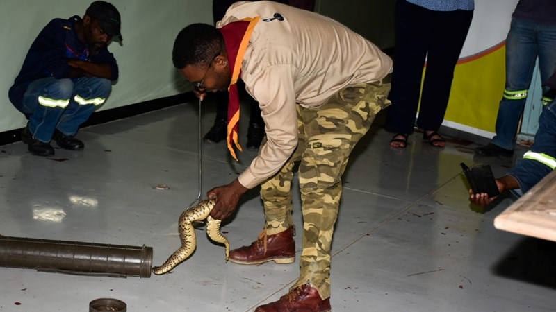 'Slangman' teaches employees about snake awareness  | News Article